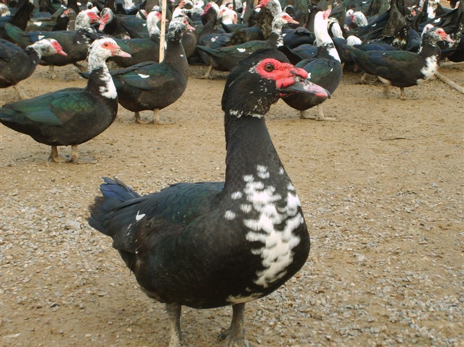 火鸭养殖加盟案例图片