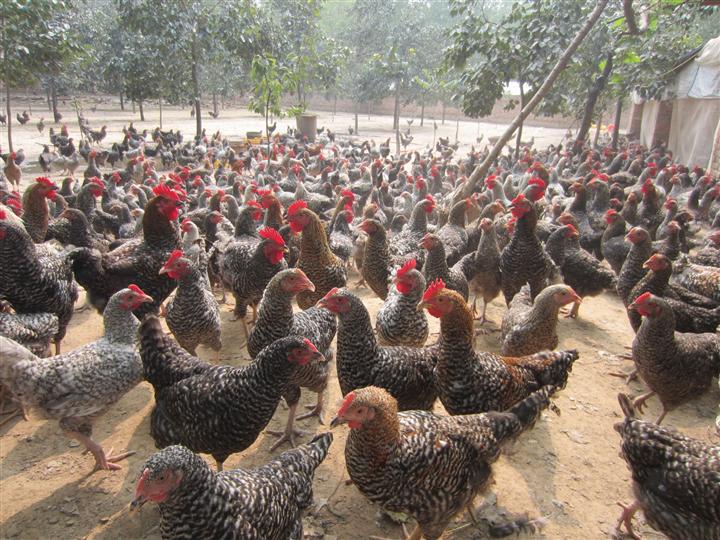 芦花鸡养殖加盟案例图片