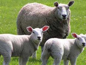 养羊的收银和成本是多少