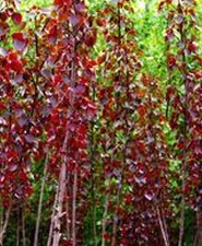 红叶杨种植加盟案例图片