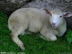 吕山湖羊加盟养殖加盟案例图片