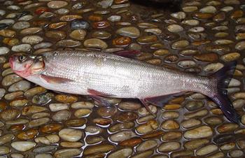 白条鱼养殖加盟实例图片