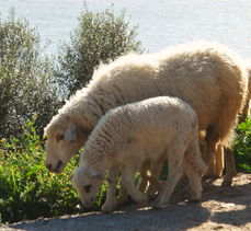 吕山湖羊加盟养殖加盟实例图片