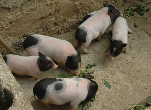 华益养殖养猪加盟图片