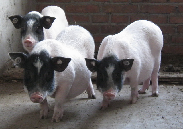 华益养殖养猪加盟实例图片