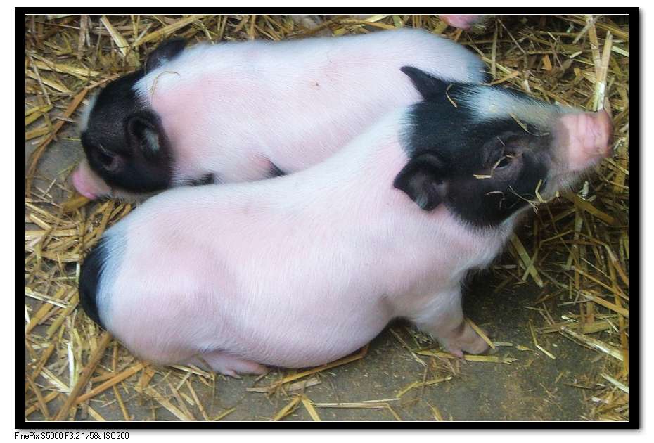 华益养殖养猪加盟案例图片