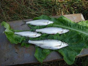 白条鱼养殖加盟案例图片