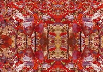 红叶杨种植加盟实例图片