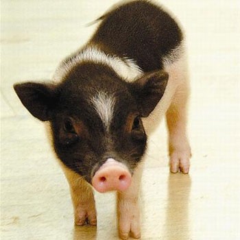 华益养殖养猪加盟图片2