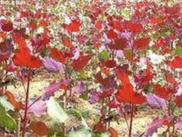 红叶杨种植加盟图片1