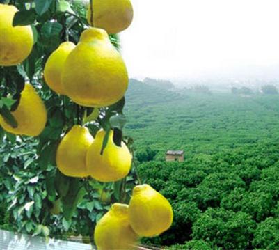 梅州金柚加盟实例图片