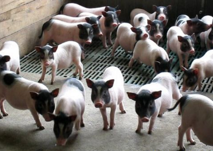 巴马香猪加盟图片