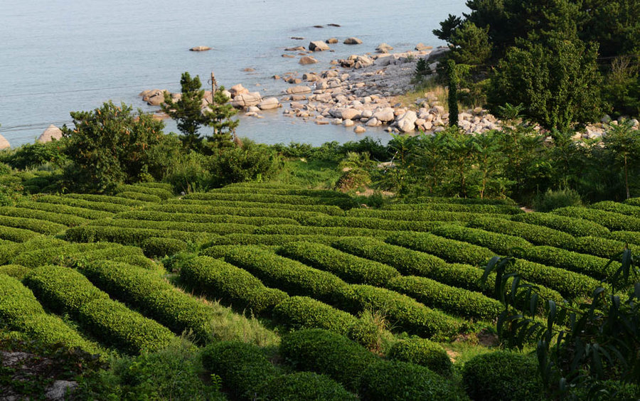 崂山绿茶加盟图片