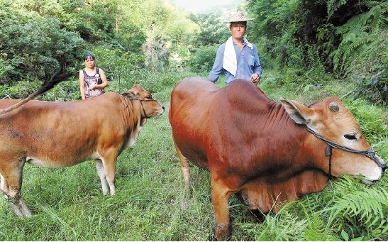 养牛的收银与成本是多少