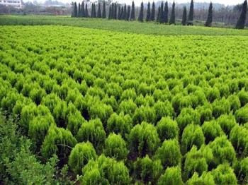 绿化苗木加盟实例图片