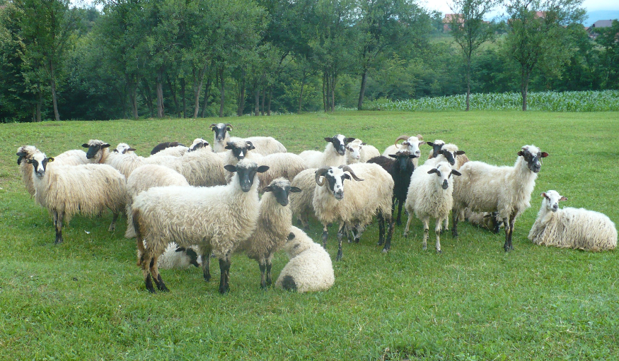 养羊的收银与成本