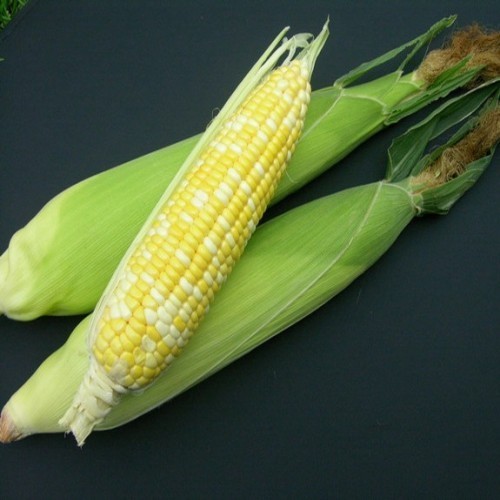 水果玉米加盟案例图片