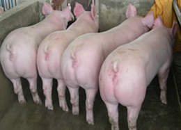 杜洛克种猪加盟案例图片