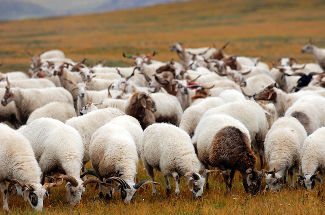 肉羊养殖收银分析及成本