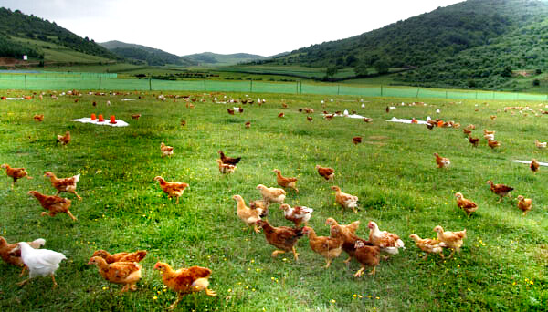 农村养鸡怎么找销路 养鸡的收银与销路