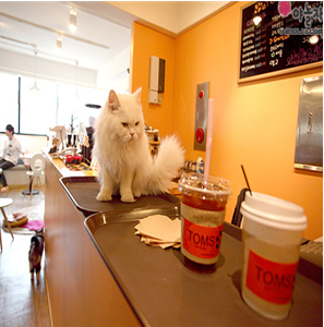 宠物主题咖啡厅