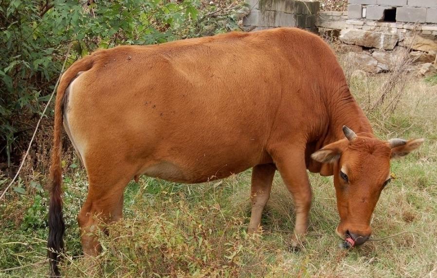 黄牛养殖方法 养殖肉牛什么品种好