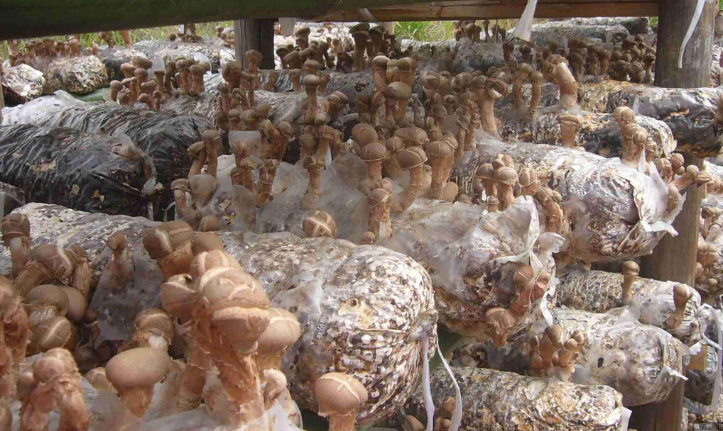 香菇怎么种植 香菇种植技术