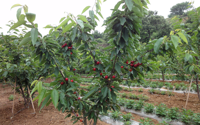 種植哪種果樹爭取進(jìn)一步拓展市場