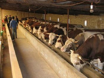 肉牛养殖收银分析 肉牛养殖前景怎么样