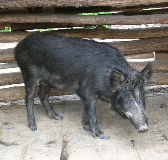 土猪养殖加盟案例图片