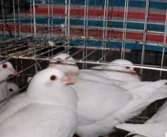 白羽食品加盟案例图片