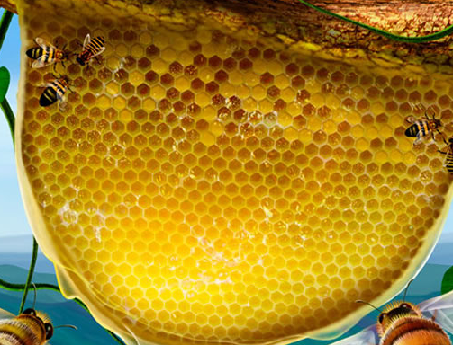蜜源蜂蜜加盟图片