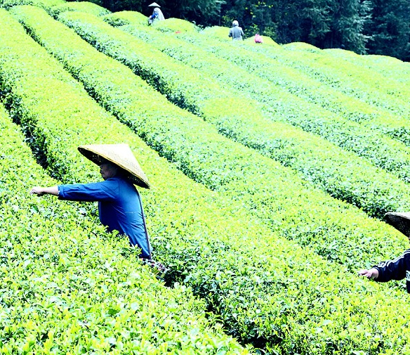 君山茶业加盟案例图片
