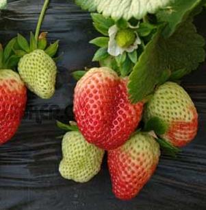 脱毒草莓苗加盟案例图片