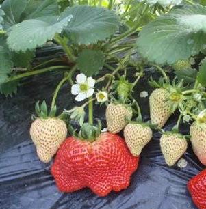 脱毒草莓苗加盟图片