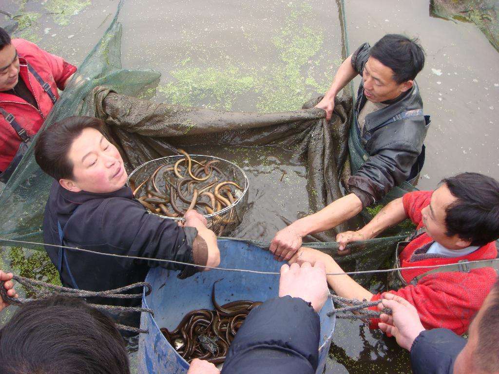 黄鳝养殖加盟