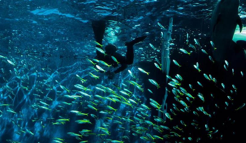 东海龙宫水族馆加盟