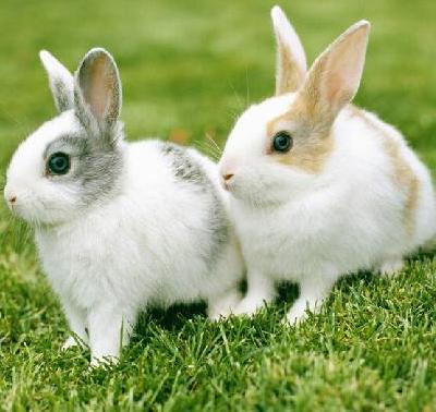 兔养殖加盟案例图片