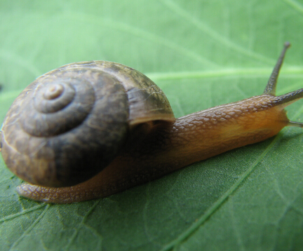 蜗牛养殖加盟实例图片