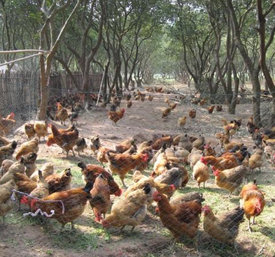 鸡养殖加盟图片