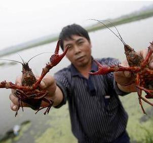 小龙虾养殖加盟图片