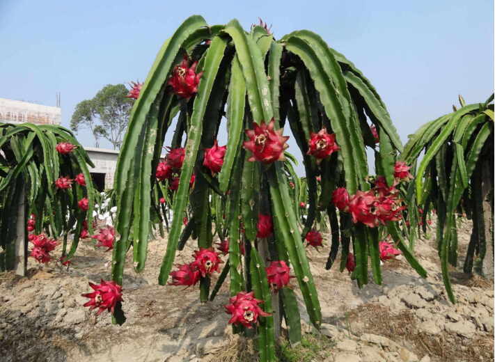 种植业种什么争取进一步拓展市场