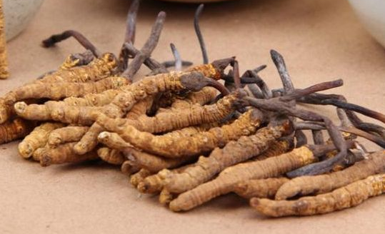 民创虫草加盟种植蛹虫草条件是什么