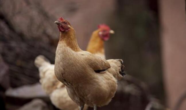 土鸡养殖成本与收银 养殖1000只土鸡成本