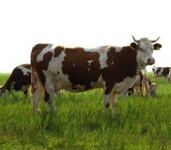 科尔沁牛业加盟图片