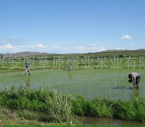 草原盛业米业加盟图片