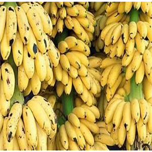 湛江市优质香蕉加盟图片