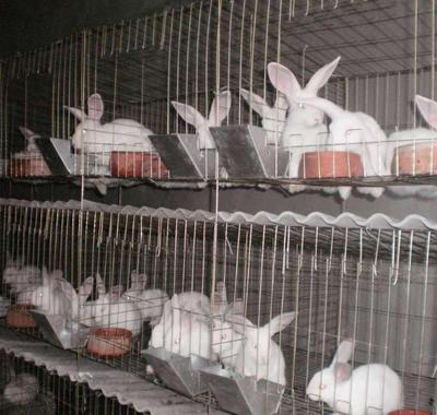 农福生兔子养殖店面效果图