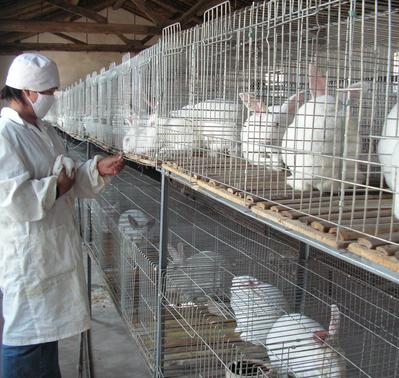 农福生兔子养殖加盟实例图片
