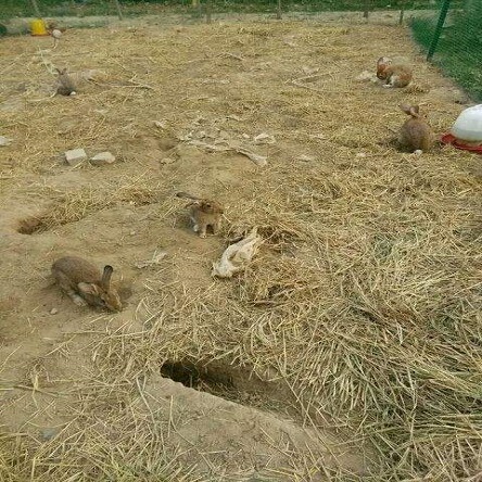富祥兔子养殖加盟图片